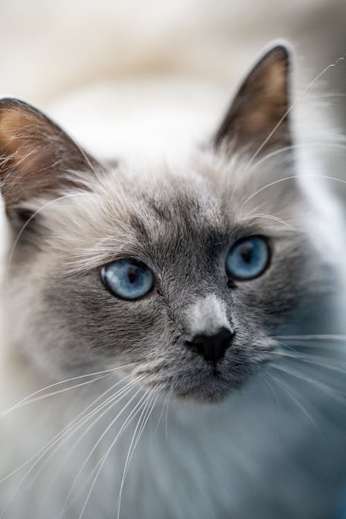 Gratis Potret Kucing Bermata Biru Foto Stok