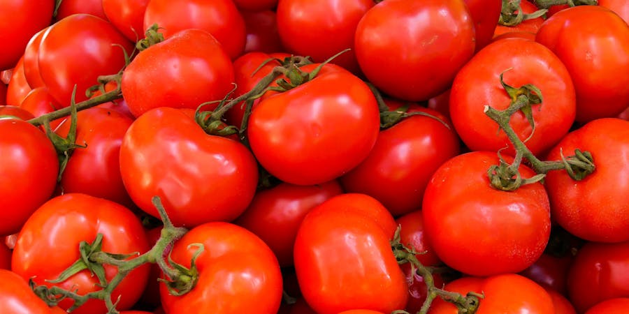Er en tomat en frugt eller grøntsag?