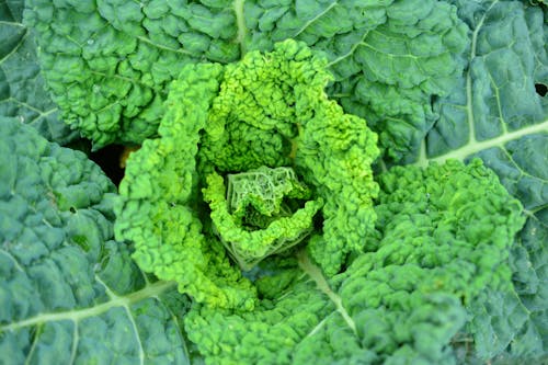 Green Cabbage in Close Up Photography