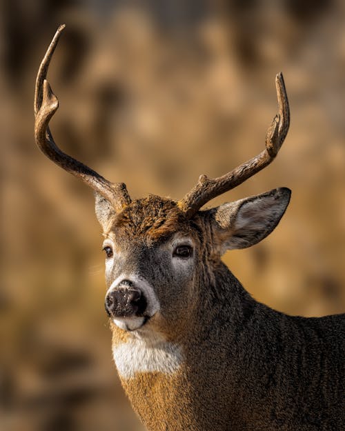 Free Deer with brown and white coat with massive curved horns looking at camera in sunlight Stock Photo