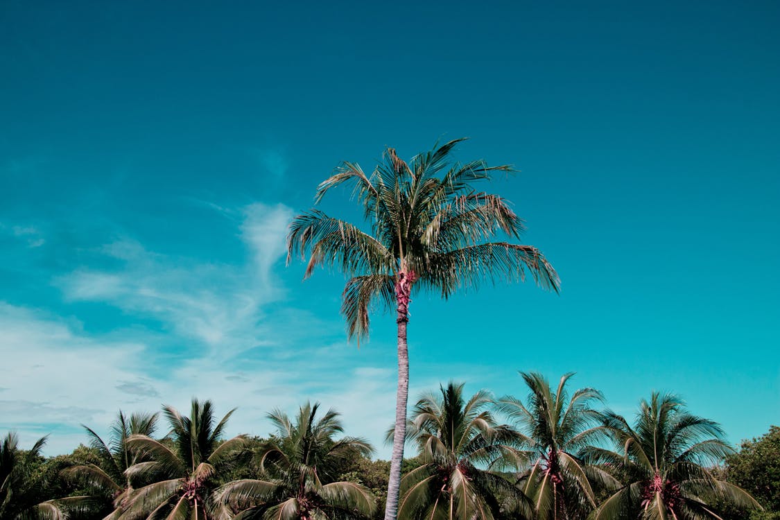 Green Palm Trees Under Blue Sky