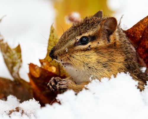 Free Chipmunk with brown fur and whiskers sitting among faded leaves and snow in woods Stock Photo