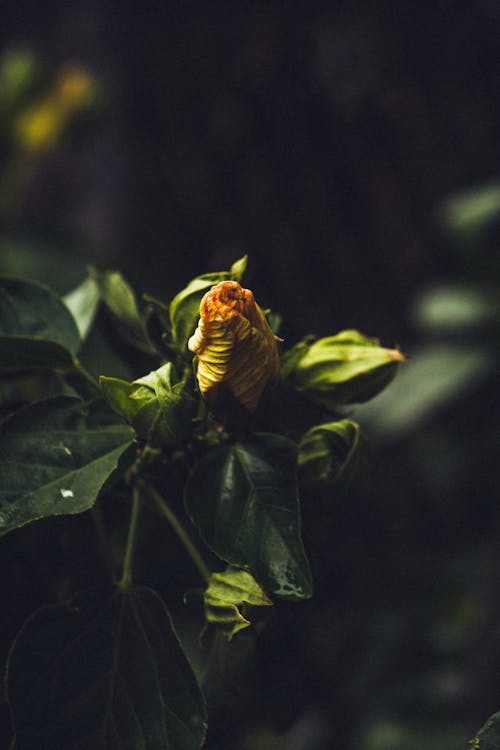 Free Plant in Close Up Photography Stock Photo