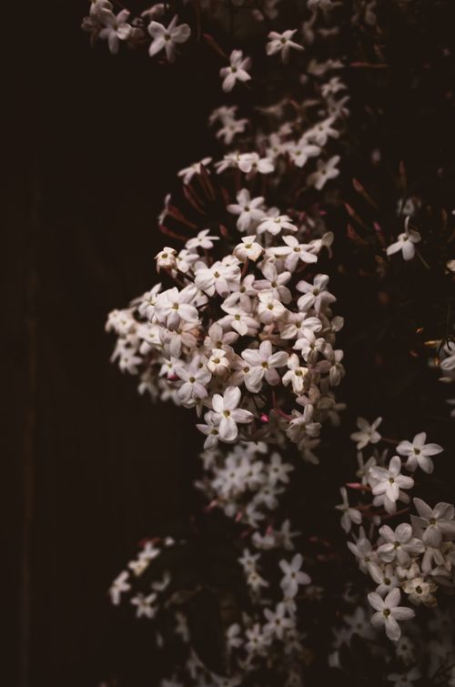 Free A cluster of white jasmine flowers contrasted against a dark backdrop, capturing a moody essence. Stock Photo