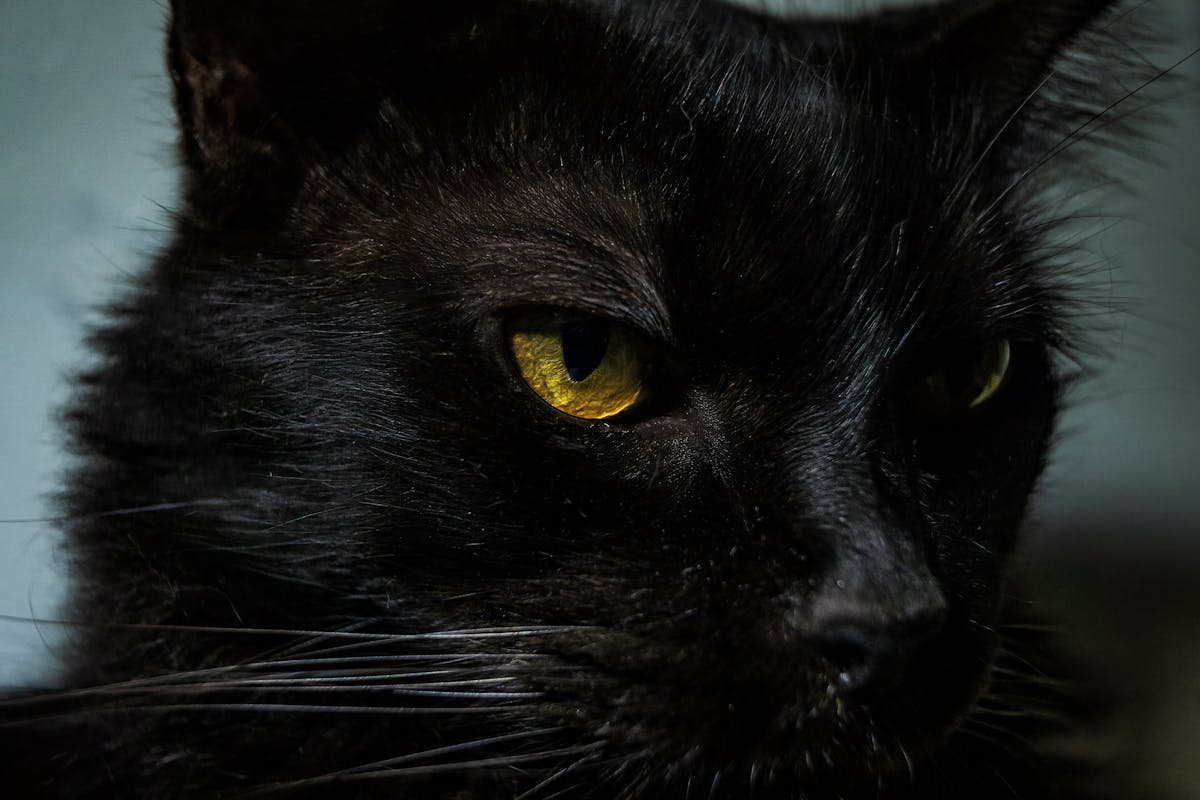 Mixing yogurt and cottage cheese in a bowl