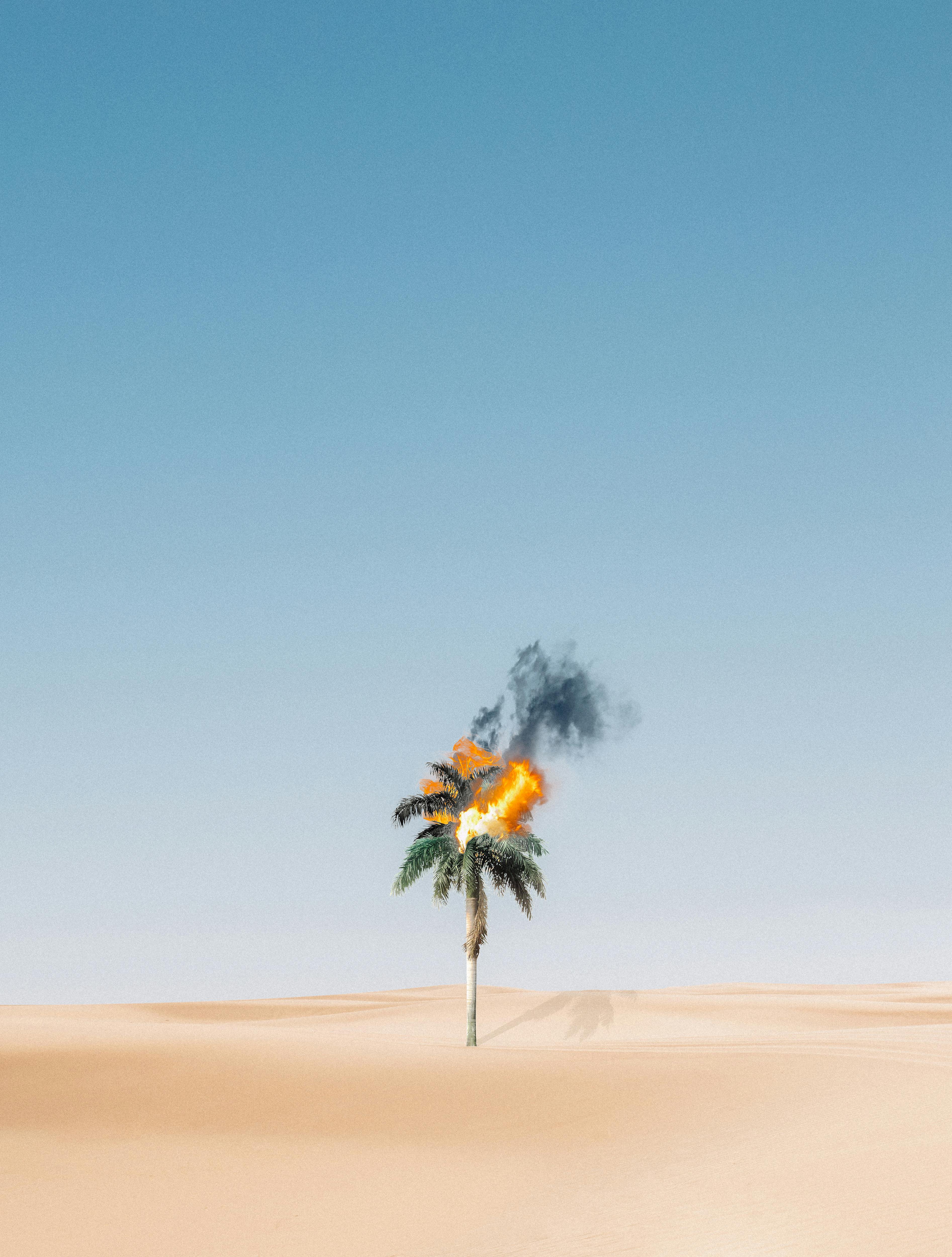 palm tree on brown sand under blue sky