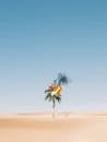 Palm Tree on Brown Sand Under Blue Sky