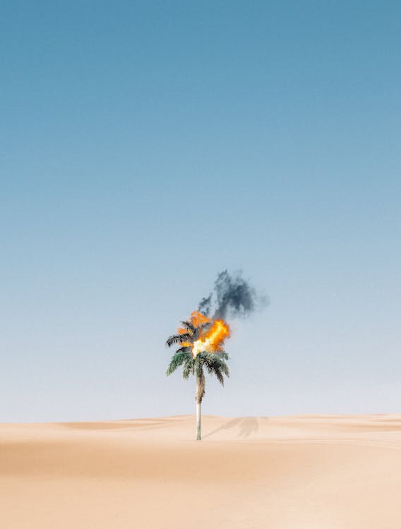 Palm Tree on Brown Sand Under Blue Sky