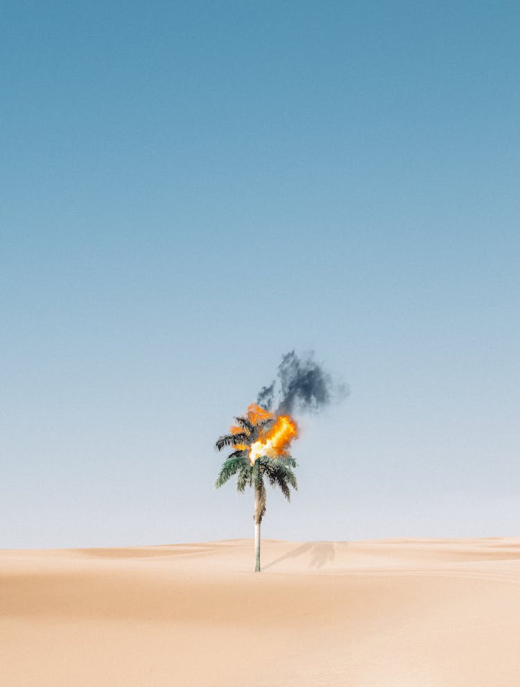 Palm Tree On Brown Sand Under Blue Sky