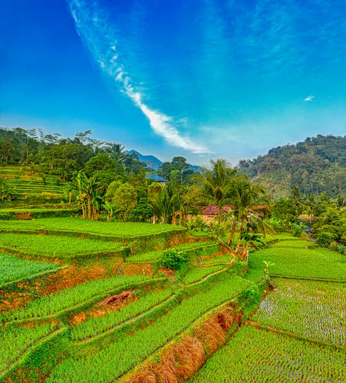 Green Grass Field Under Blue Sky