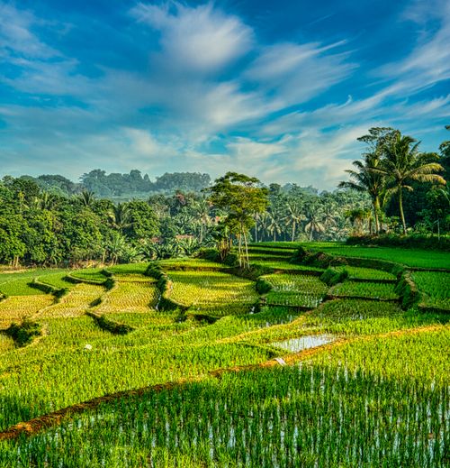 Free Lush green rice fields in Rumpin, West Java, under a blue sky. Stock Photo
