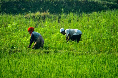 Daily Life of Farmers