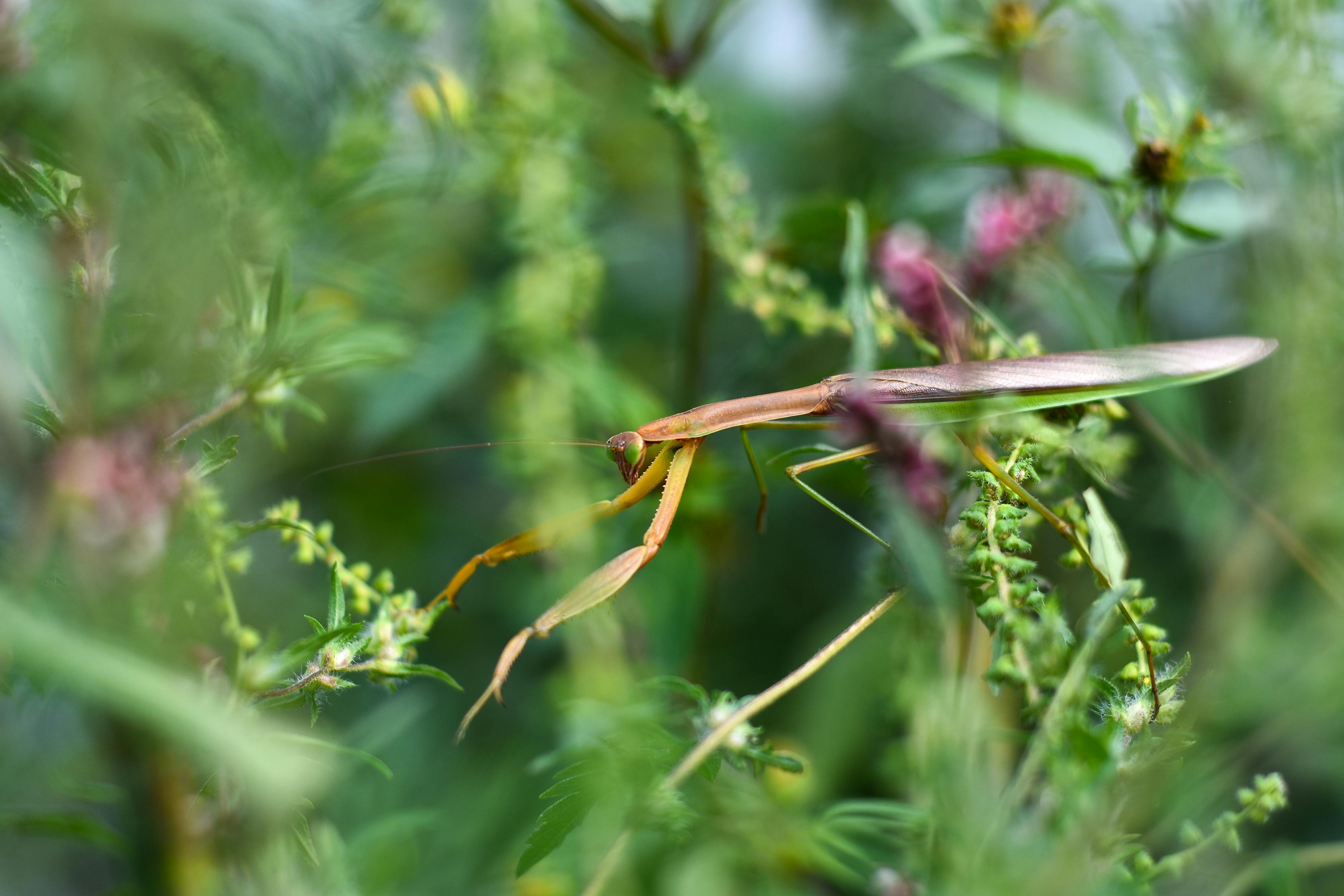 a praying mantis on a branch