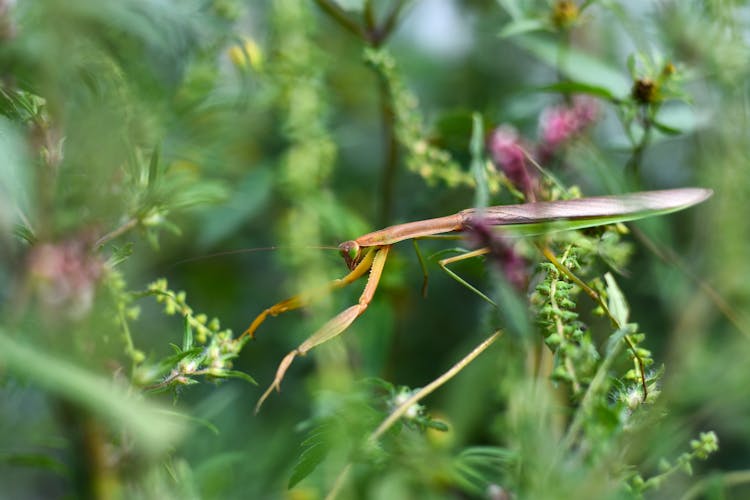 Mantis Hunting In Fresh Greenery In Daylight