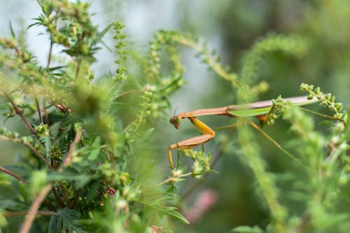 Wild insect of green mantis creeping and examining blooming twigs of fresh glade
