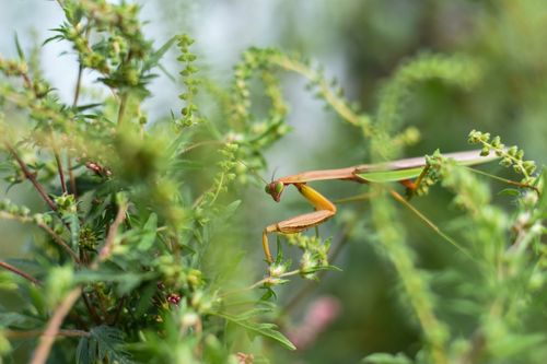 Free Wild insect of green mantis creeping and examining blooming twigs of fresh glade Stock Photo
