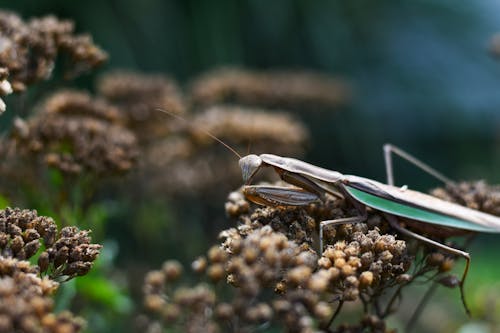 Mantis exploring dry plants on summer day