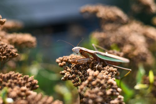 小螳螂坐在乾燥的灌木叢上