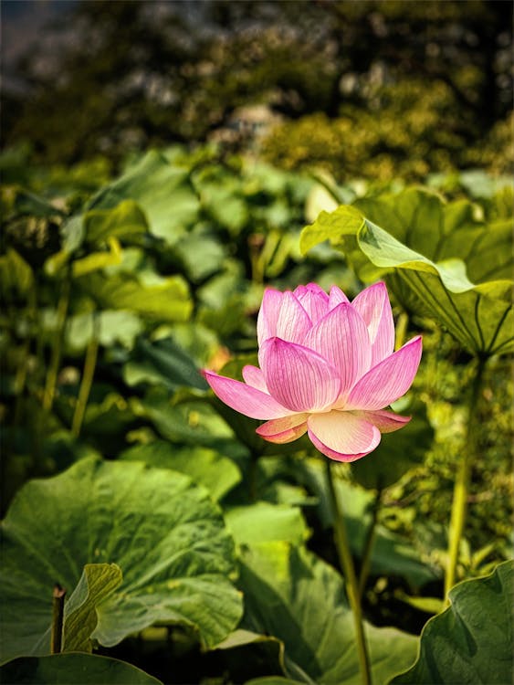 Kostenloses Stock Foto zu 'indian lotus', asiatisch, blätter