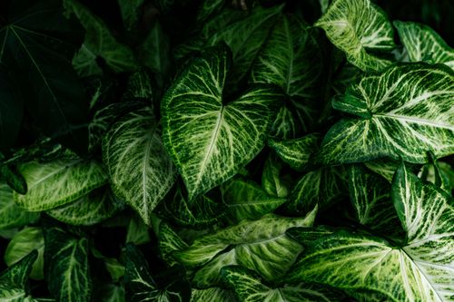 Free Close-up view of lush green Syngonium leaves with intricate patterns. Stock Photo