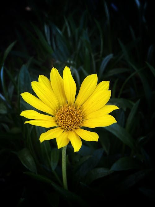 Foto profissional grátis de amarelo, flor, flor do jardim