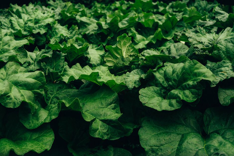 Vibrant green rhubarb leaves forming a dense, healthy foliage in Faroe Islands.