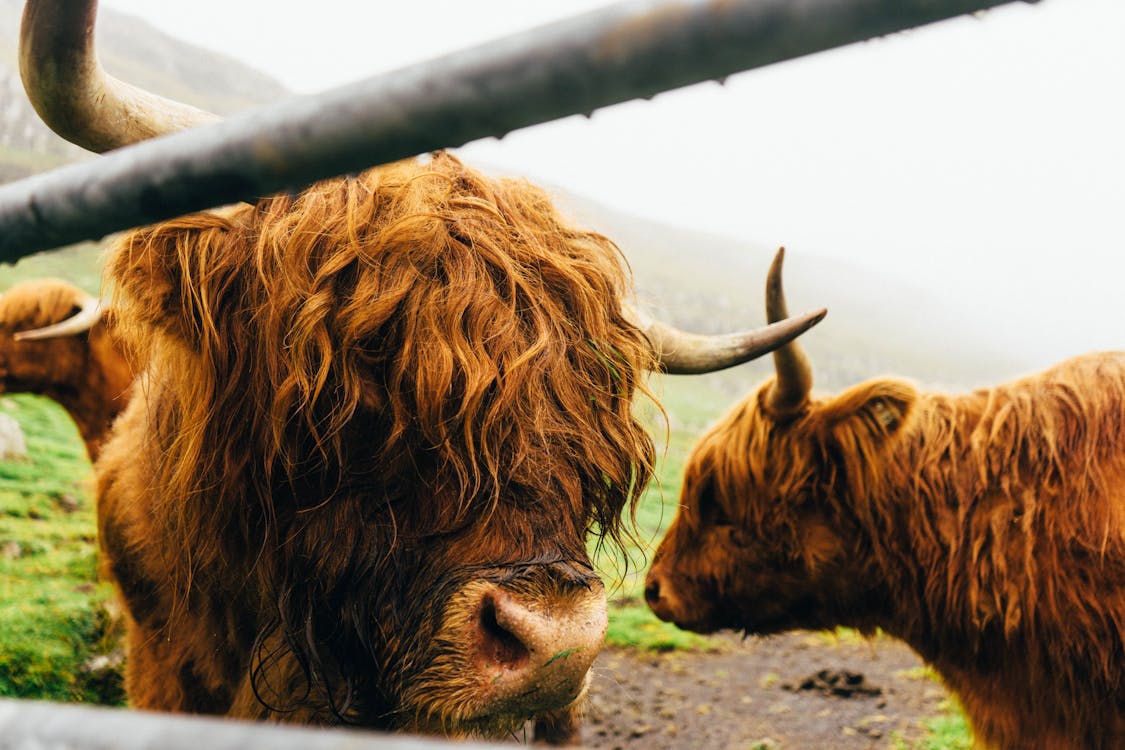 Gratis stockfoto met beest, beesten, bergen