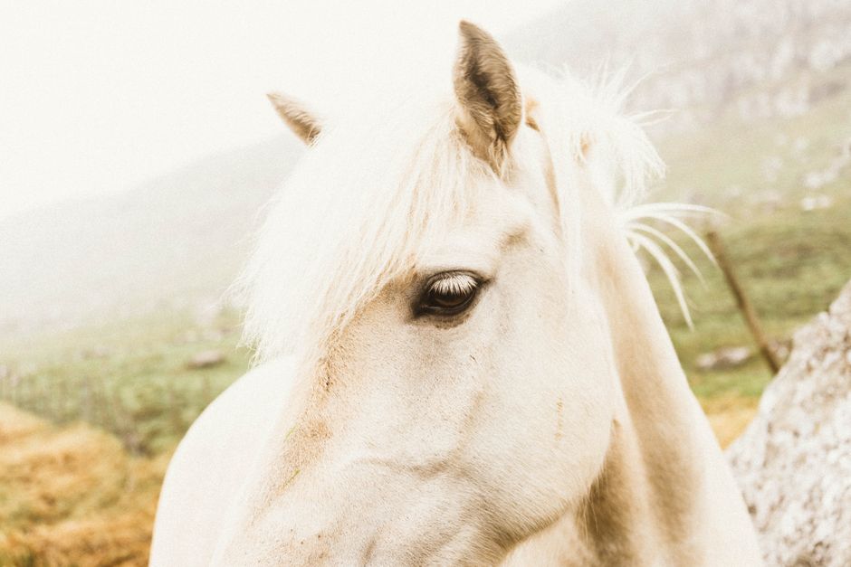 Close-up of a serene white horse in the misty hills of the Faroe Islands