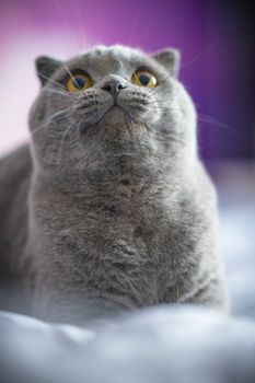 一幅英国短毛猫好奇向上凝视的迷人肖像
