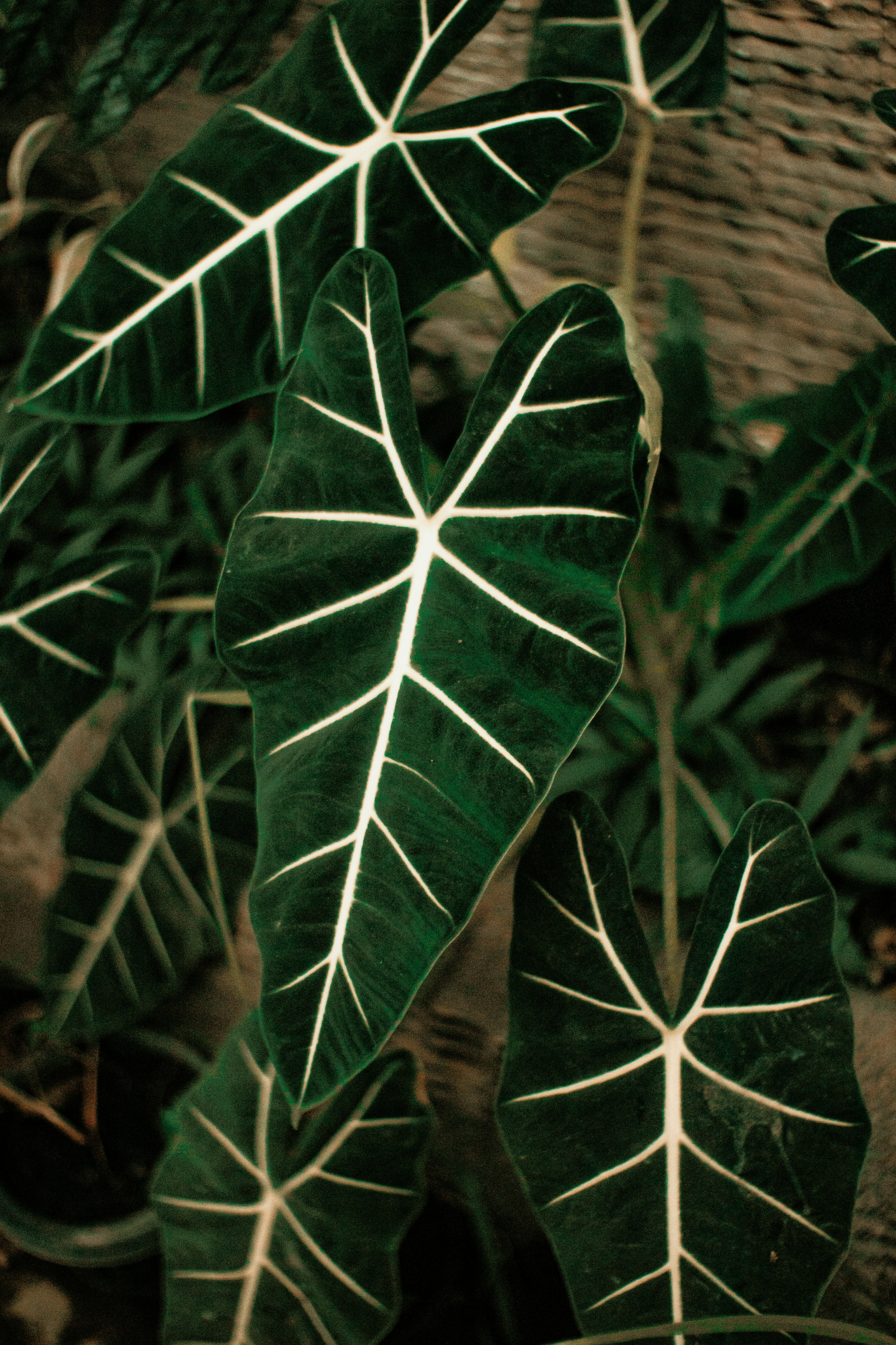 Vibrant green Alocasia leaves with striking white veins captured in a natural setting.