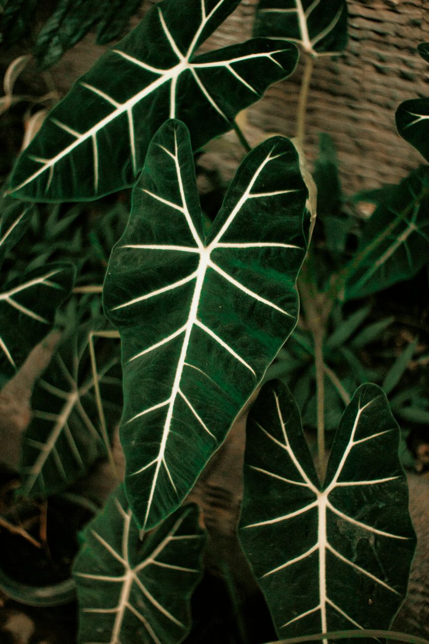 Vibrant green Alocasia leaves with striking white veins captured in a natural setting.