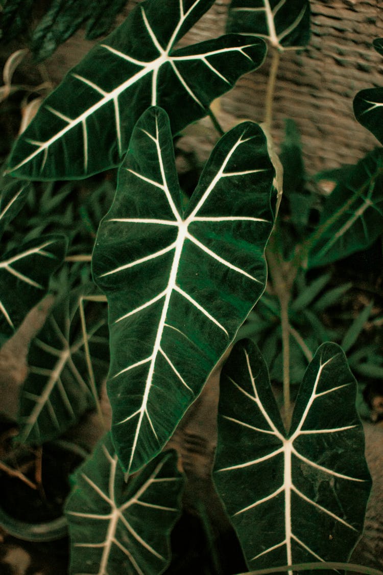 Big Green Leaves