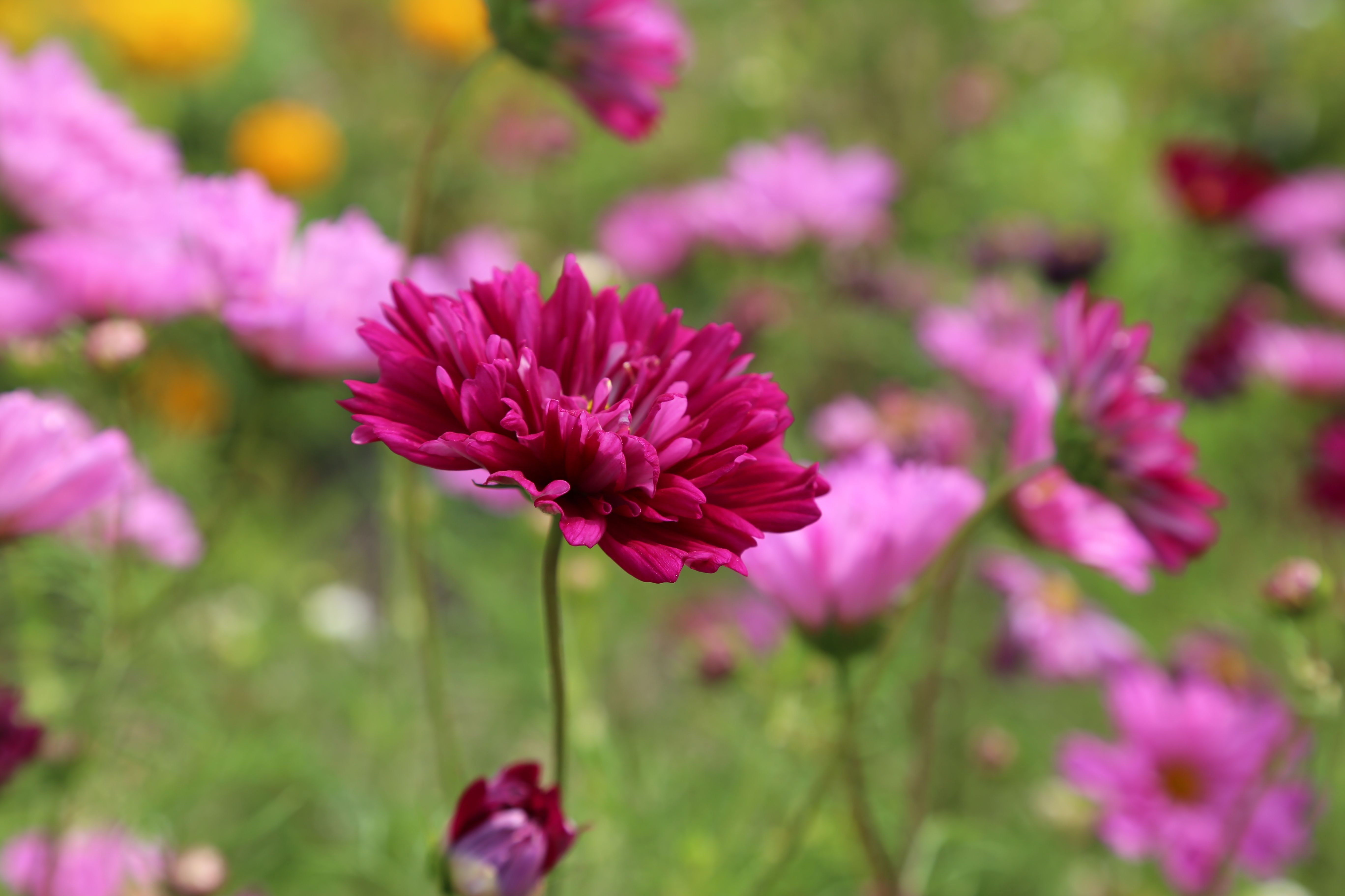 Free stock photo of flora, floral, flower wallpaper