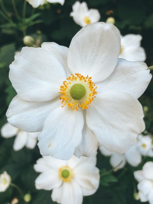 A Close-Up Shot of a Japanese Anemone Flower