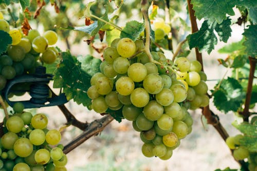 A Close-Up Shot of a Grapevine