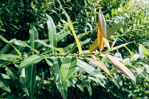 бесплатная Бесплатное стоковое фото с ботанический, ветвь, деревья Стоковое фото