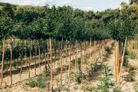 A wide view of young trees planted in orderly rows on a rural farm under a sunny sky.
