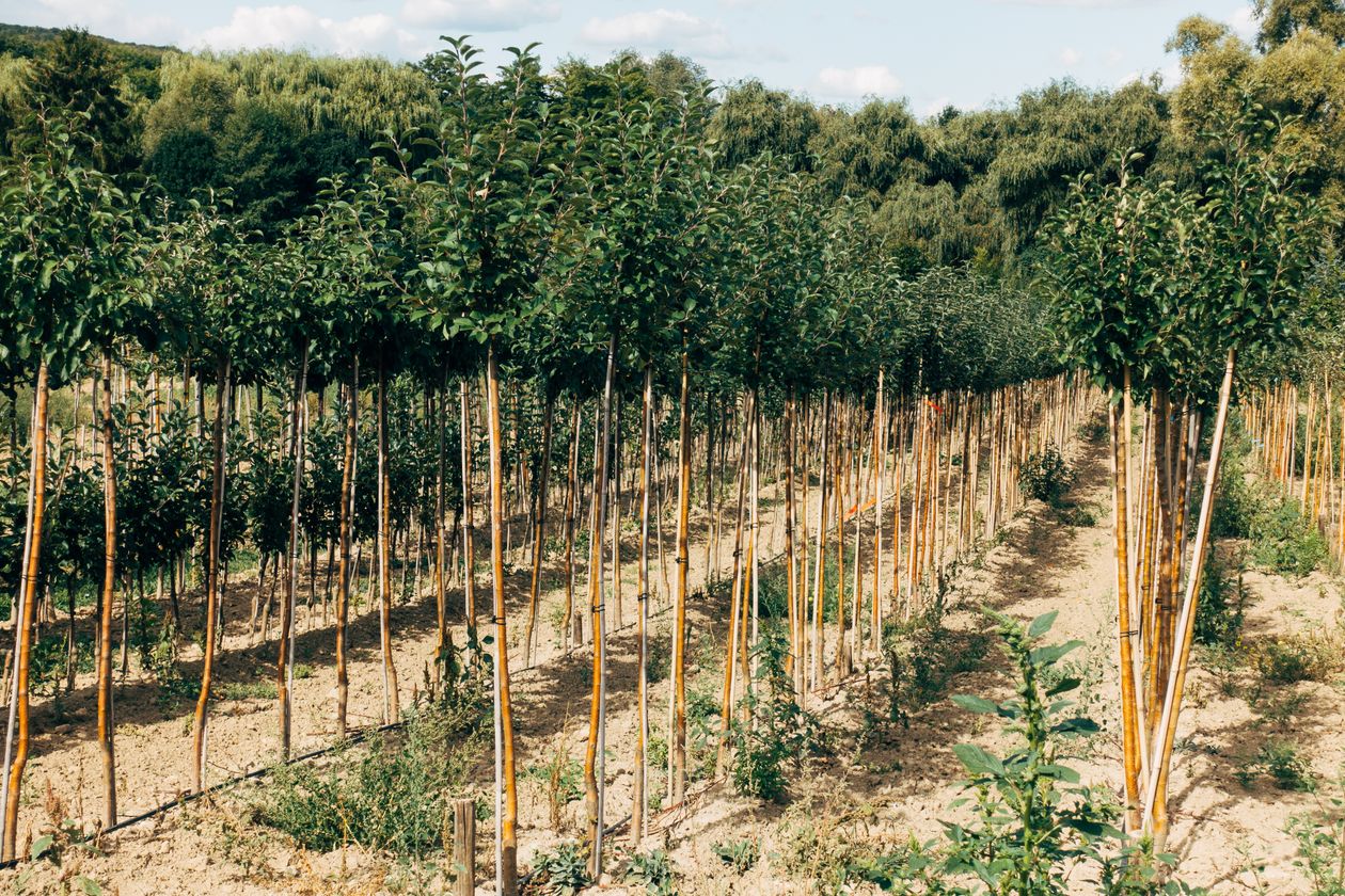 Rows of young bare-root trees staked in the nursery field — Markus Winkler on Pexels