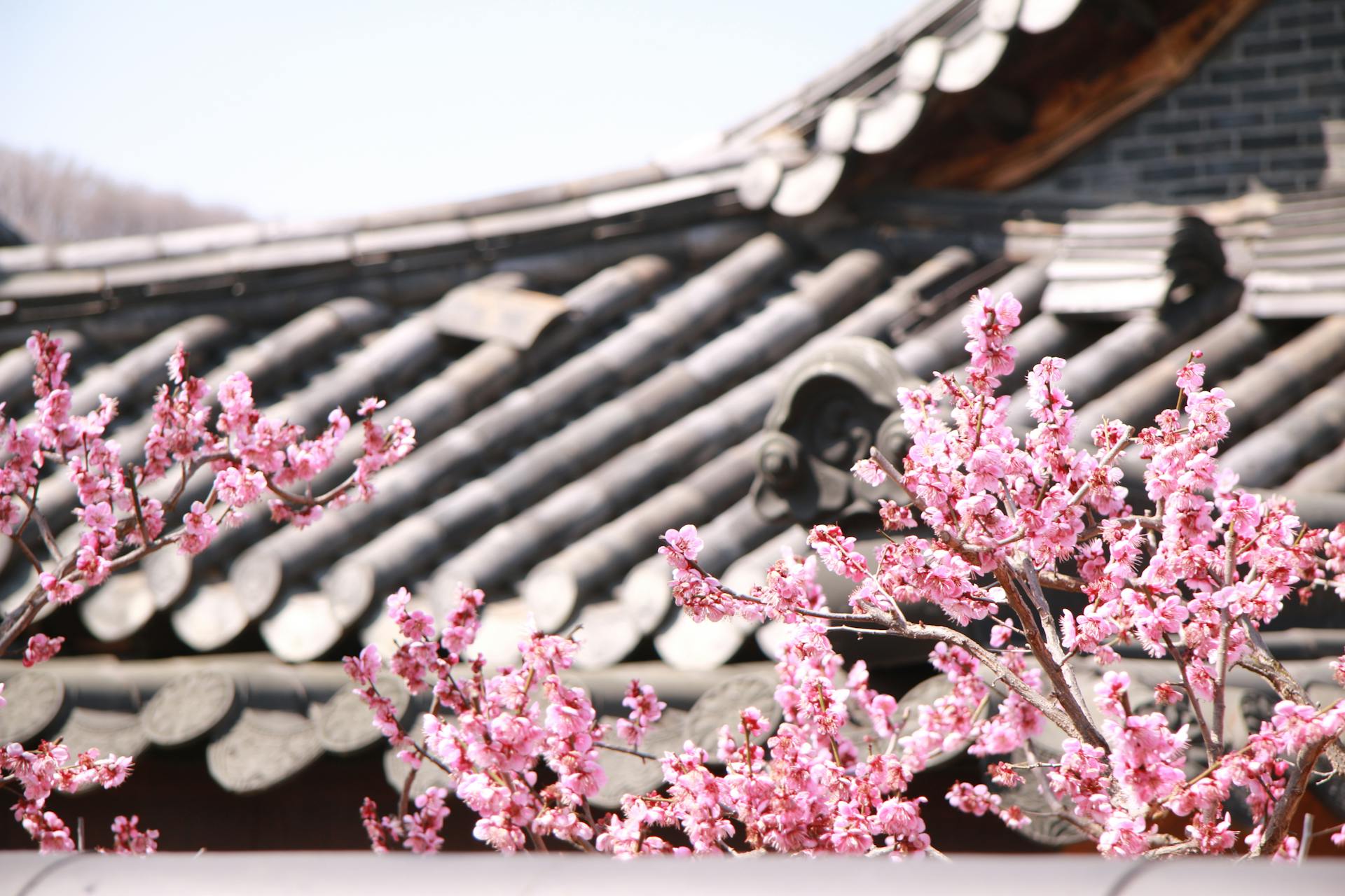 Pink Cherry Blossom Flowers Near Roof