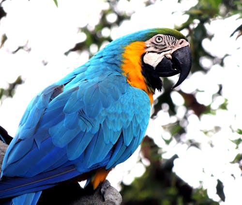 grátis Papagaio Azul E Laranja No Galho Foto profissional