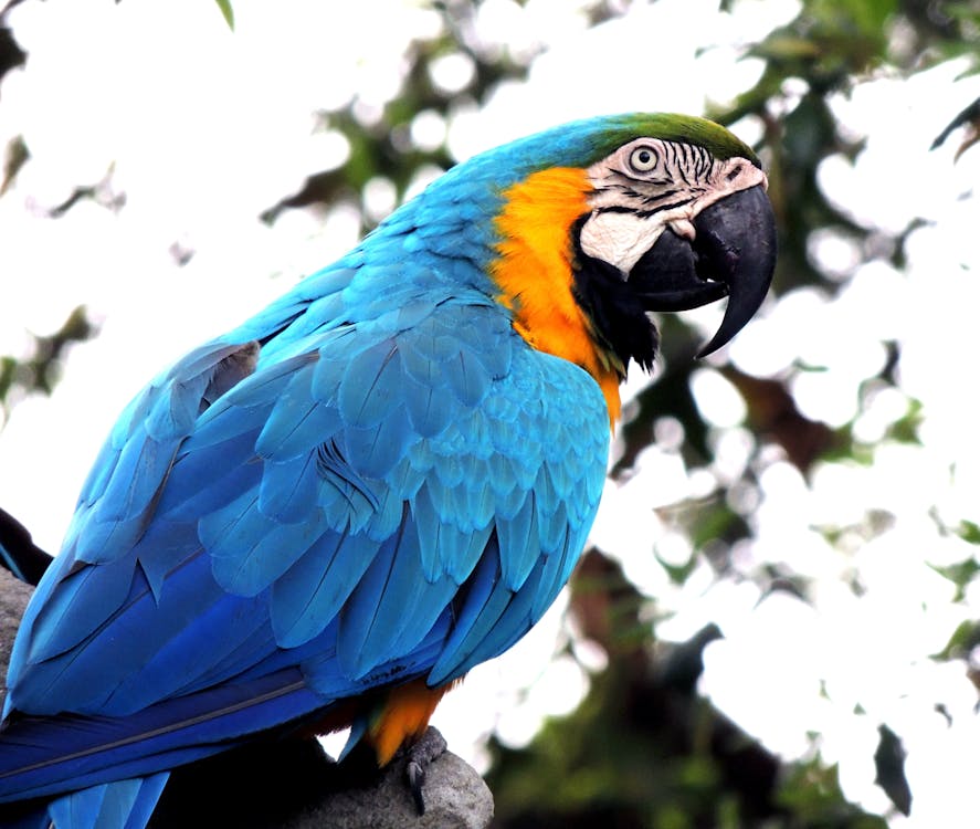 бесплатная Синий и оранжевый попугай на ветке Стоковое фото