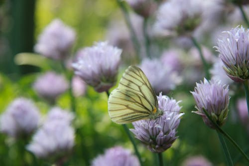 A Green-Veined White Butterfly Pollinating on a Flower