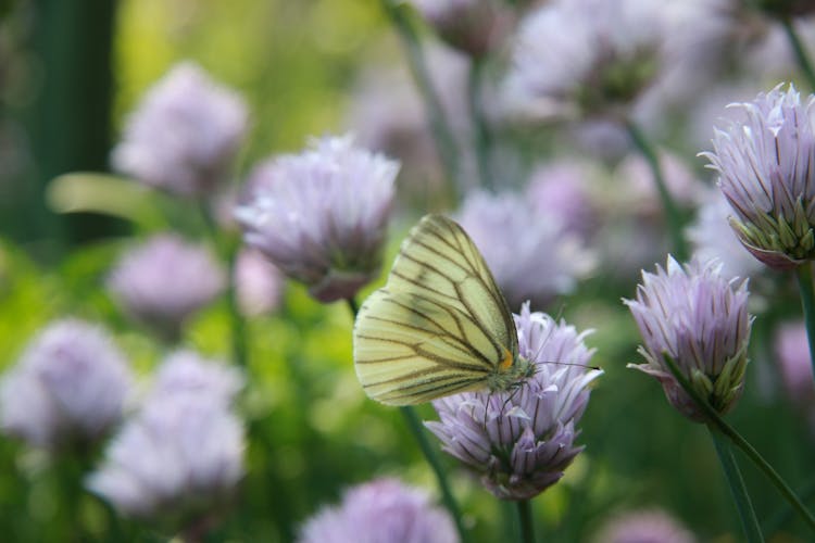 A Green-Veined White Butterfly Pollinating On A Flower