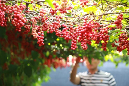 Crop anonymous farmer collecting fresh red berries of grape growing in vineyard during harvesting season