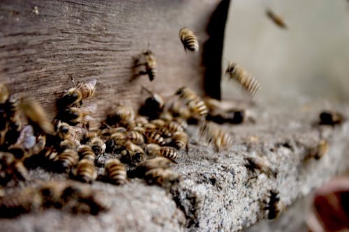 무료 벌집에서 꿀을 만드는 꿀벌 떼 스톡 사진