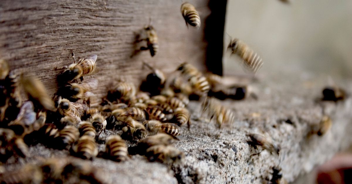 Bees with black and yellow bodies flying and working together to make honey in hive - Evidence evidence guide for propolis skin randomized trial