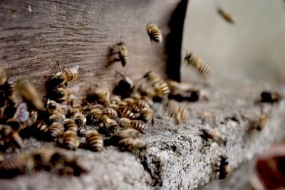 Paper Wasp