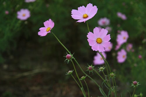 Kostnadsfri bild av arom, blad, blomma