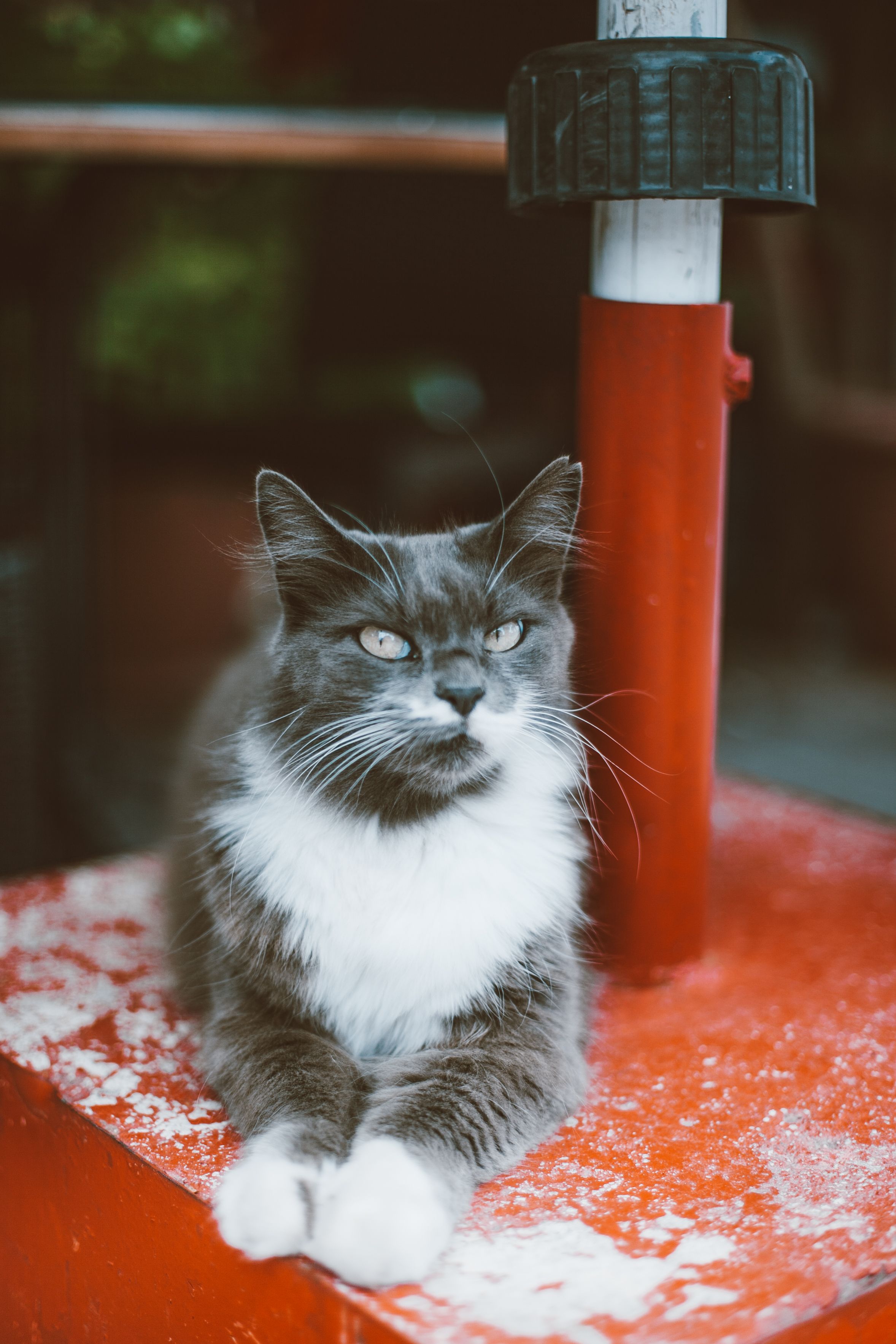 一只毛茸茸的灰白色猫坐在室内的红色表面上
