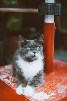 一只毛茸茸的灰白色猫坐在室内的红色表面上